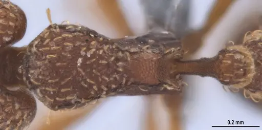 Strumigenys lalassa specimen ANTWEB1053273 image antweb1053273_2