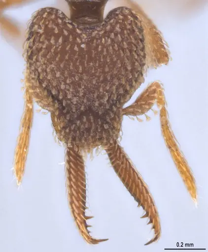 Strumigenys lalassa specimen ANTWEB1053273 image antweb1053273_3