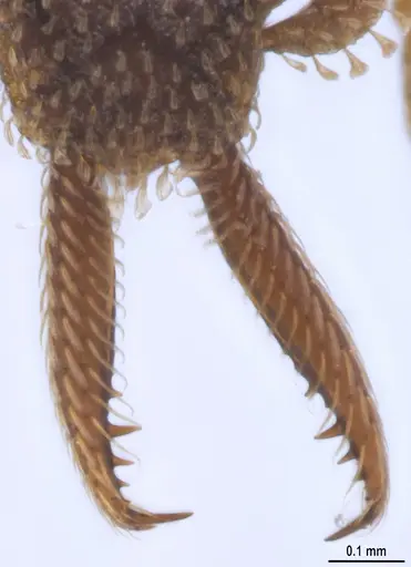 Strumigenys lalassa specimen ANTWEB1053273 image antweb1053273_4