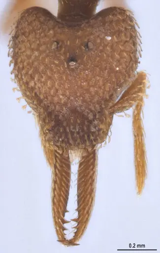 Strumigenys lalassa specimen ANTWEB1053274 image antweb1053274_3
