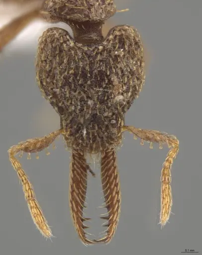 Strumigenys lalassa specimen CASENT0624163 image casent0624163_2