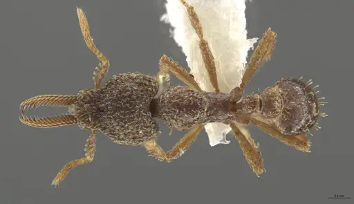 Strumigenys lalassa specimen CASENT0633059 image casent0633059_1