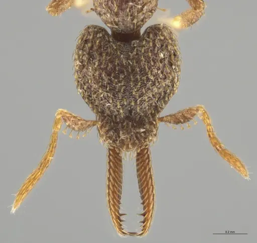 Strumigenys lalassa specimen CASENT0633059 image casent0633059_2