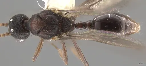 Strumigenys lalassa specimen CASENT0637865 image casent0637865_1