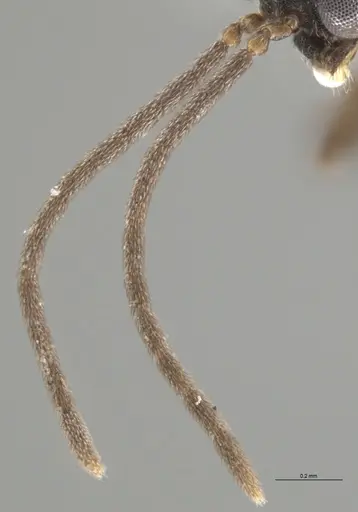 Strumigenys lalassa specimen CASENT0637865 image casent0637865_3