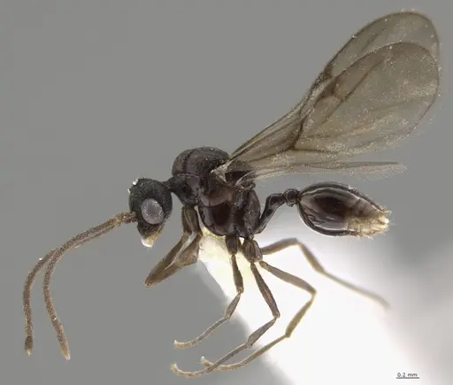 Strumigenys lalassa specimen CASENT0637865 image casent0637865_4