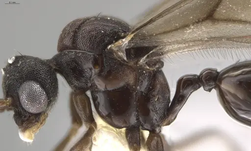 Strumigenys lalassa specimen CASENT0637865 image casent0637865_5