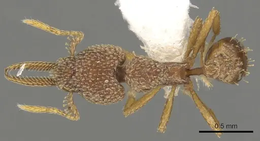 Strumigenys lalassa specimen CASENT0900179 image casent0900179_1