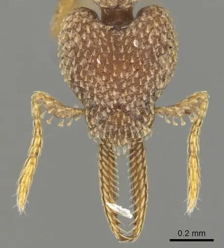 Strumigenys lalassa specimen CASENT0900179 image casent0900179_2