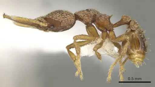 Strumigenys lalassa specimen CASENT0900179 image casent0900179_3