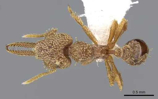 Strumigenys lalassa specimen CASENT0914597 image casent0914597_1
