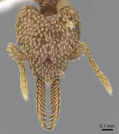 Strumigenys lalassa specimen CASENT0914597 image casent0914597_2