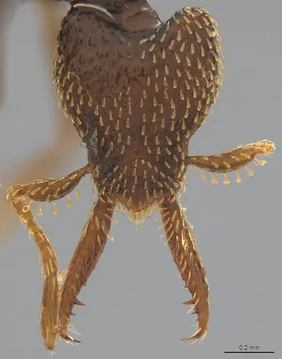 Strumigenys lalassa specimen CASENT4036157 image casent4036157_1