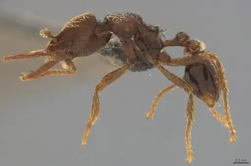 Strumigenys lalassa specimen CASENT4036157 image casent4036157_2
