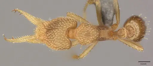 Strumigenys lalassa specimen CASENT4036158 image casent4036158_1