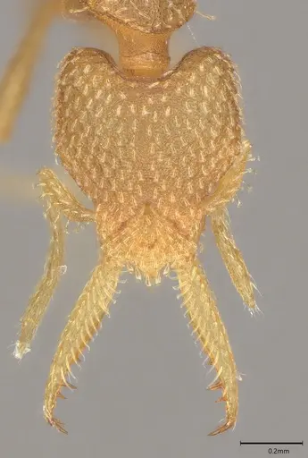 Strumigenys lalassa specimen CASENT4036158 image casent4036158_3