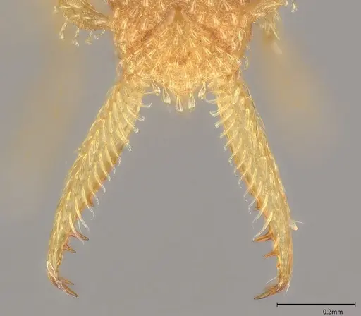 Strumigenys lalassa specimen CASENT4036158 image casent4036158_4