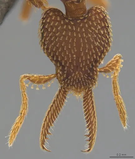 Strumigenys lalassa specimen CASENT4036227 image casent4036227_1