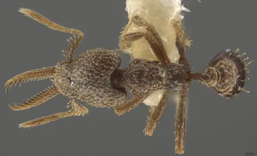 Strumigenys lalassa specimen INBIOCRI001283987 image inbiocri001283987_1