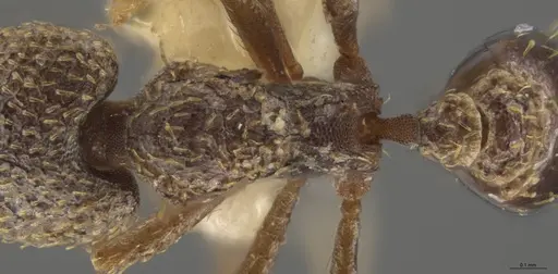 Strumigenys lalassa specimen INBIOCRI001283987 image inbiocri001283987_2