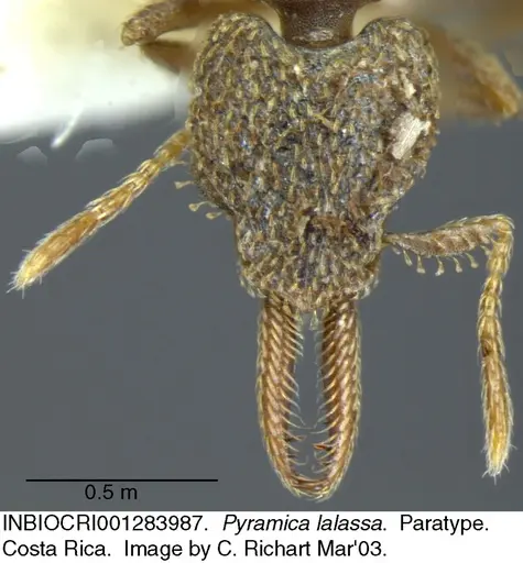 Strumigenys lalassa specimen INBIOCRI001283987 image inbiocri001283987_3