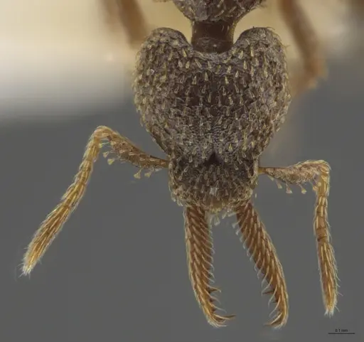 Strumigenys lalassa specimen INBIOCRI001283987 image inbiocri001283987_4