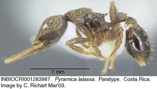 Strumigenys lalassa specimen INBIOCRI001283987 image inbiocri001283987_5