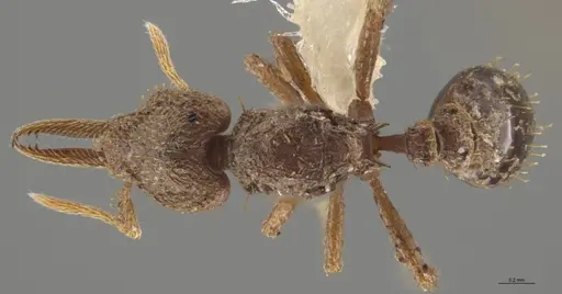 Strumigenys lalassa specimen JTLC000005347 image jtlc000005347_1