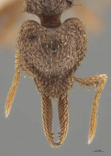 Strumigenys lalassa specimen JTLC000005347 image jtlc000005347_2