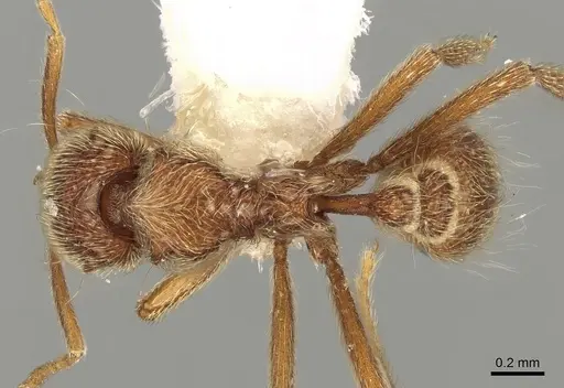Strumigenys lamia specimen CASENT0280698 image casent0280698_1