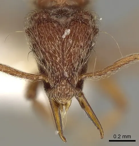 Strumigenys lamia specimen CASENT0280698 image casent0280698_2