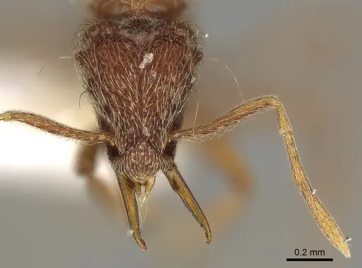 Strumigenys lamia specimen CASENT0280698 image casent0280698_3