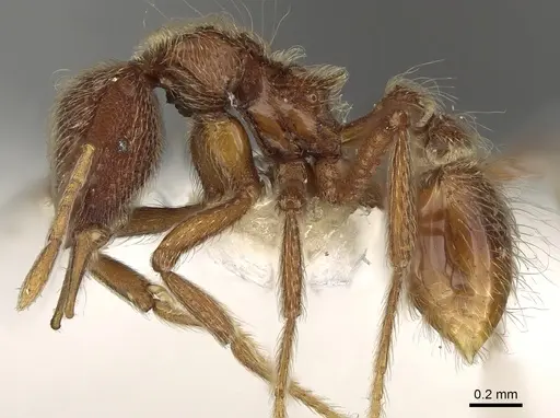 Strumigenys lamia specimen CASENT0280698 image casent0280698_4