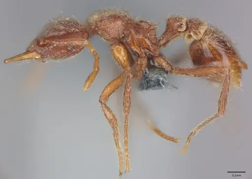 Strumigenys lamia specimen CASENT0358163 image casent0358163_1