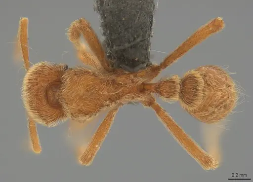 Strumigenys lamia specimen CASENT0358232 image casent0358232_1