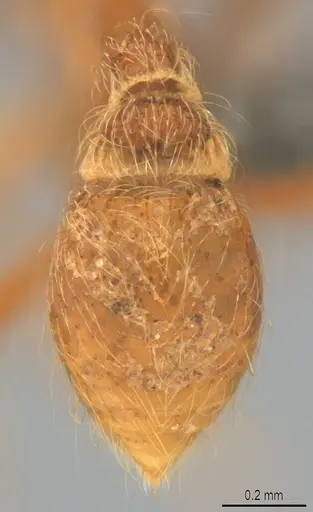 Strumigenys lamia specimen CASENT0358232 image casent0358232_2