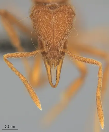 Strumigenys lamia specimen CASENT0358232 image casent0358232_3