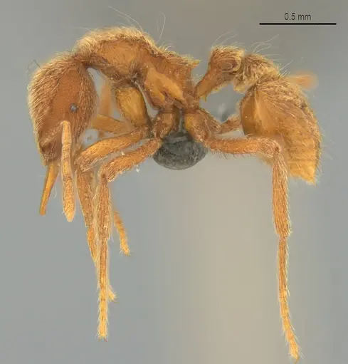 Strumigenys lamia specimen CASENT0358232 image casent0358232_4
