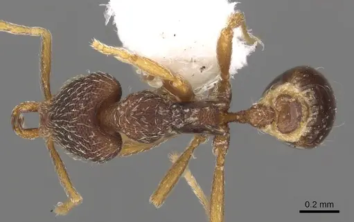 Strumigenys lamia specimen CASENT0900901 image casent0900901_1