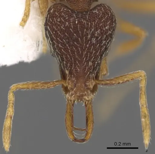 Strumigenys lamia specimen CASENT0900901 image casent0900901_2