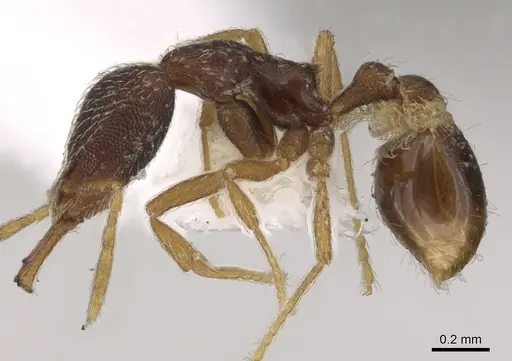 Strumigenys lamia specimen CASENT0900901 image casent0900901_3
