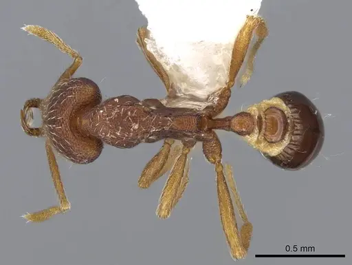 Strumigenys lamia specimen CASENT0914838 image casent0914838_1