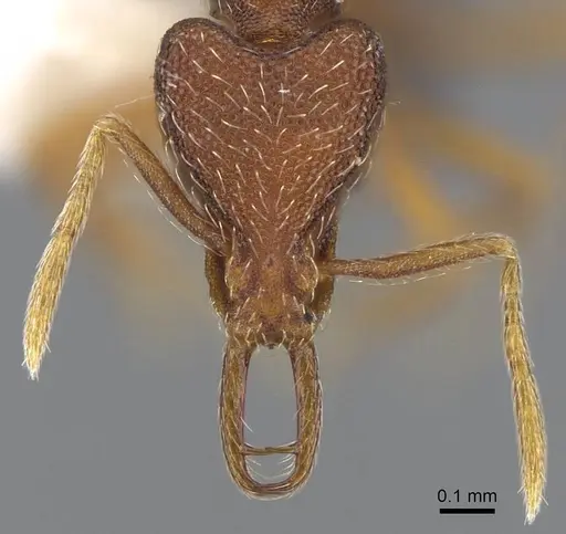 Strumigenys lamia specimen CASENT0914838 image casent0914838_2
