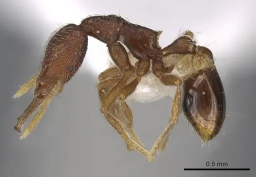 Strumigenys lamia specimen CASENT0914838 image casent0914838_3