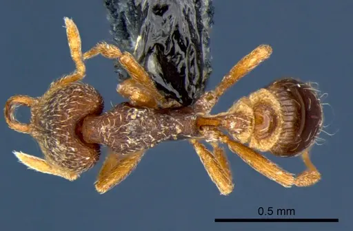 Strumigenys lamia specimen CSIRONC0173 image csironc0173_1
