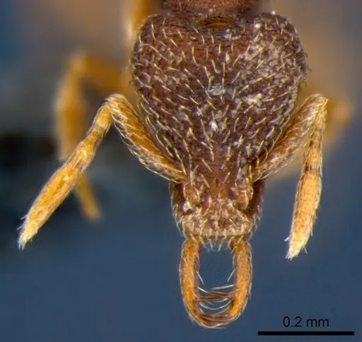 Strumigenys lamia specimen CSIRONC0173 image csironc0173_2