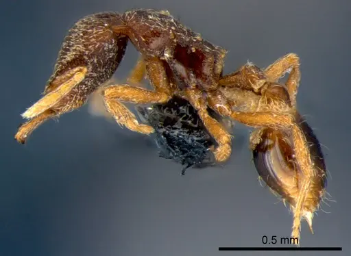 Strumigenys lamia specimen CSIRONC0173 image csironc0173_3