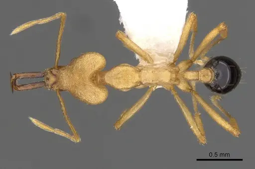 Strumigenys lancea specimen CASENT0900759 image casent0900759_1