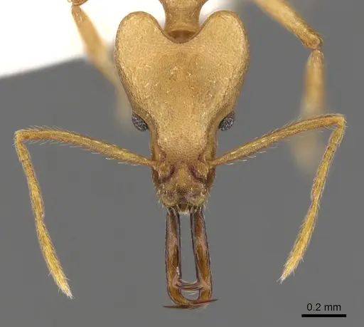 Strumigenys lancea specimen CASENT0900759 image casent0900759_2