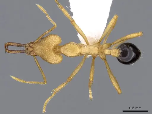 Strumigenys lancea specimen CASENT0914839 image casent0914839_1